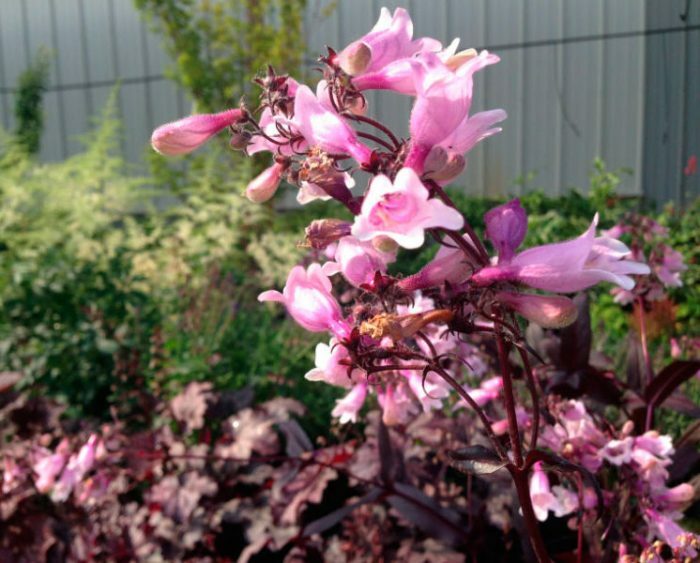 Penstemon Darkleaf