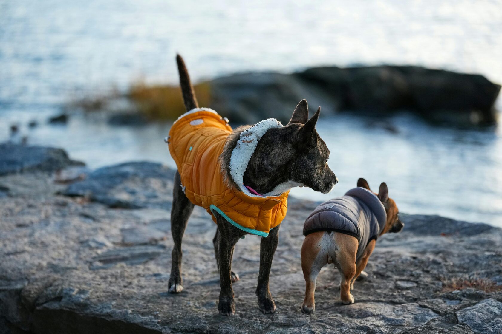 собаки на прогулке
