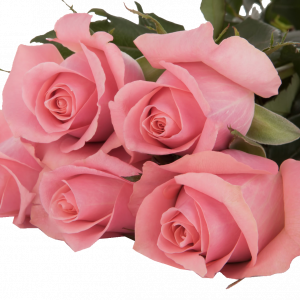 Розы с плантации Subati