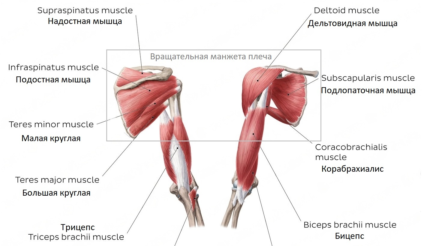 Подлопаточная мышца анатомия