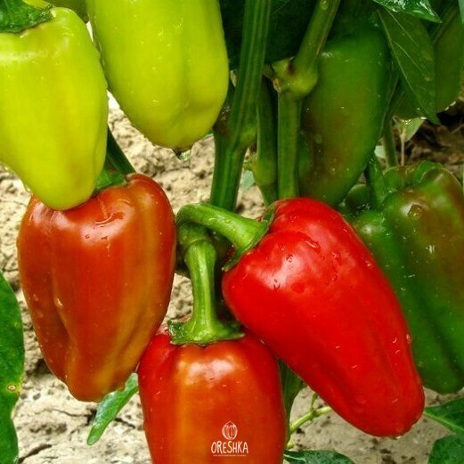 Seeds of Sweet pepper Bonet (Capsicum) — 10 pcs