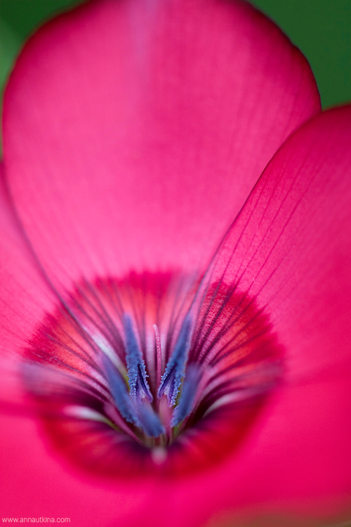 macro, macro flower, macro art, anna utkina, photography, macrophotograpy, floral art, макро, макрофотография, анна уткина