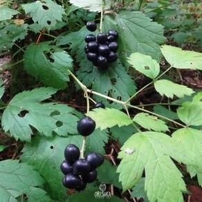 Seeds of Actaea rubra and Actaea racemosa mix - 15 pcs
