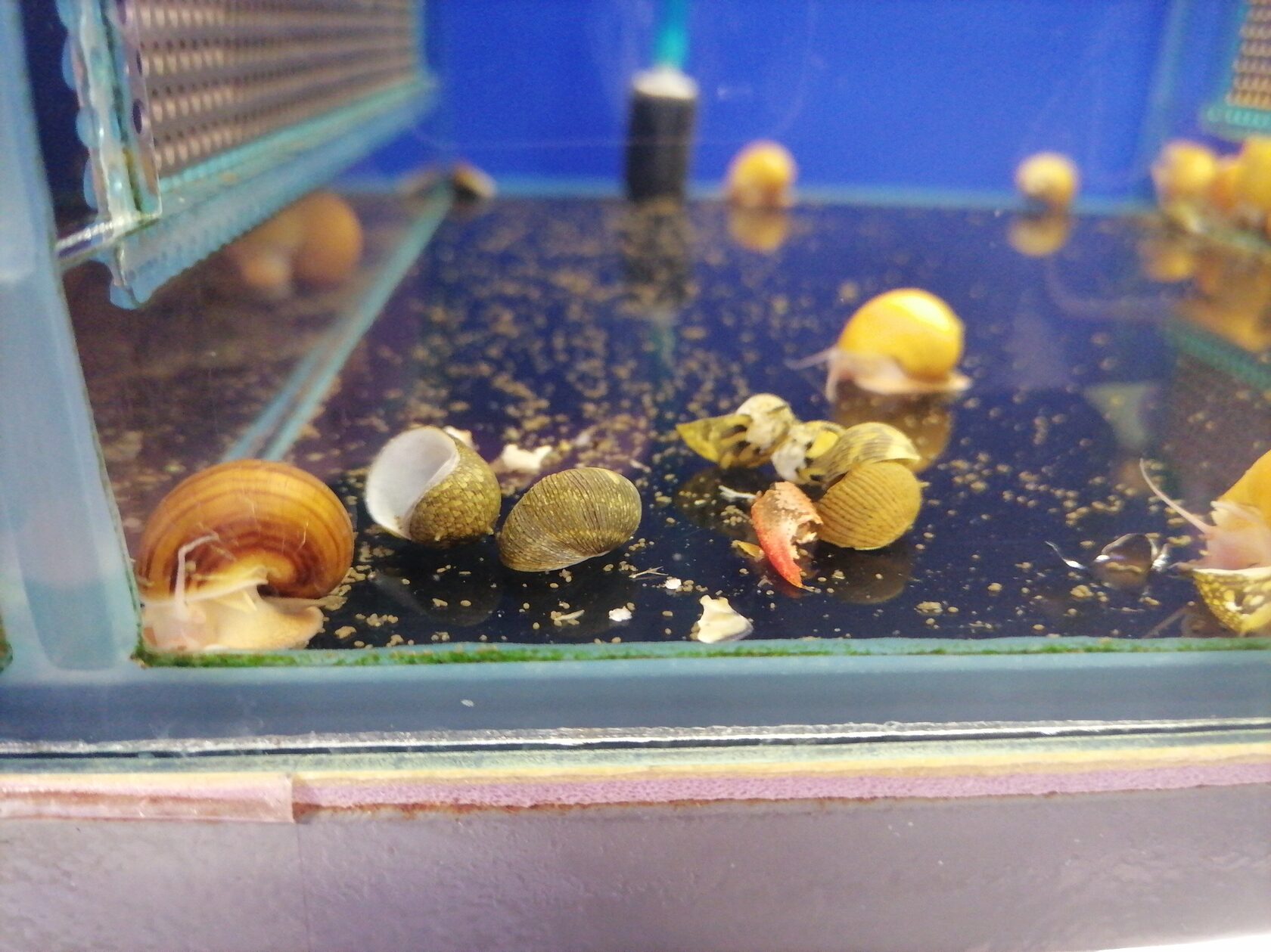 Аквариумные улитки для чистки аквариума стенок фото