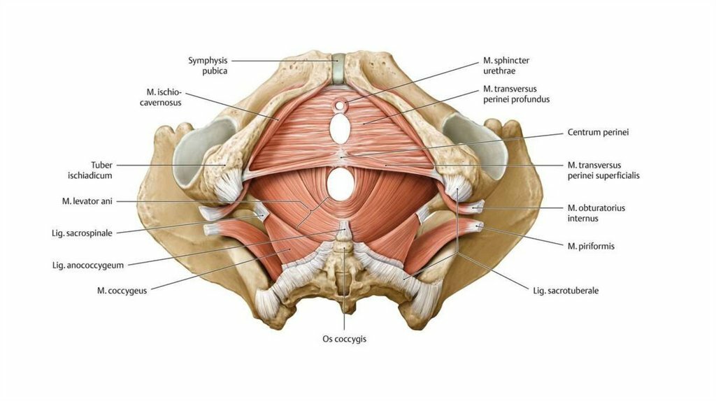 Мышцы тазового дна у женщин фото схема анатомия