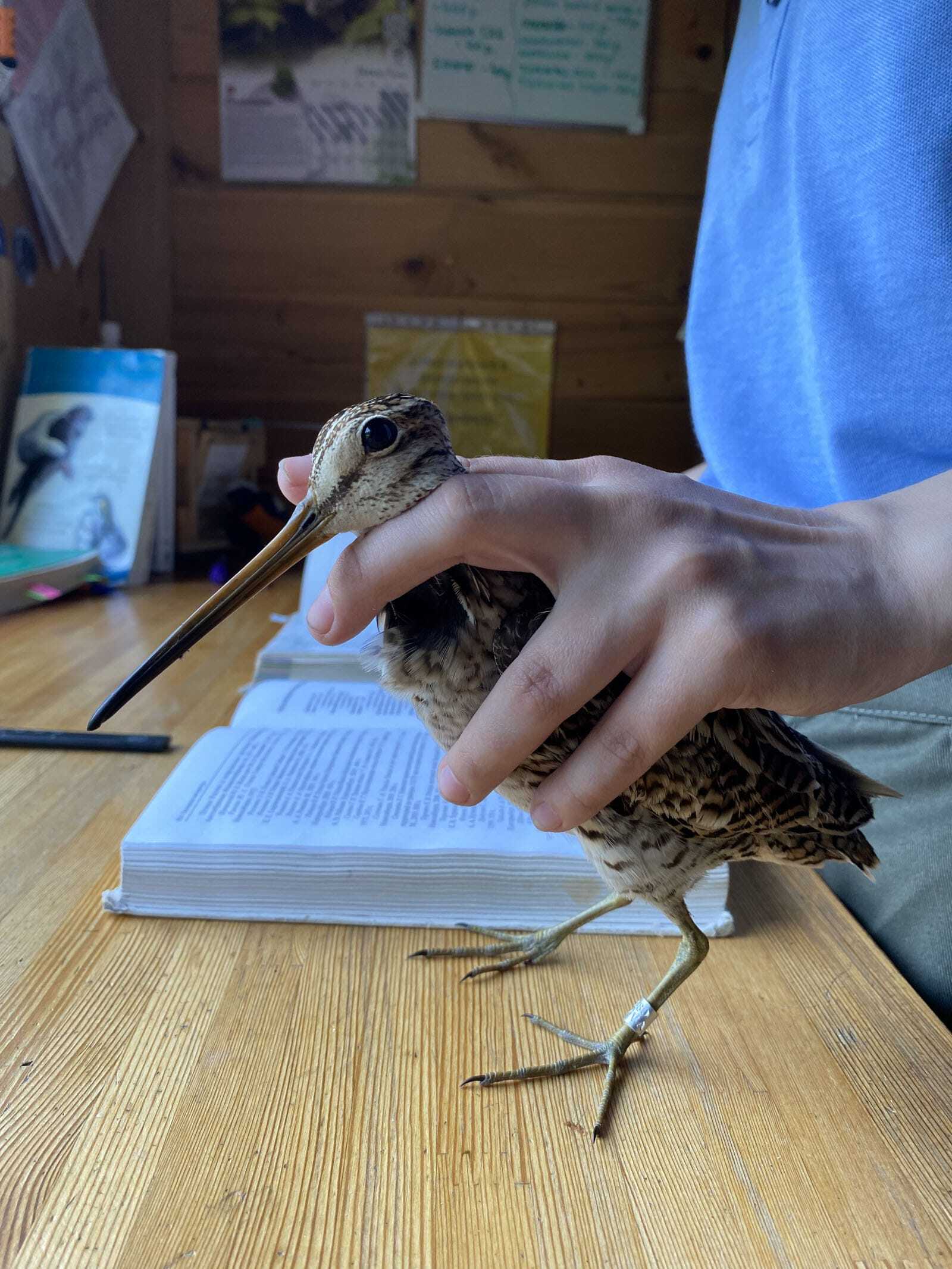 День орнитолога в Байкальском заповеднике