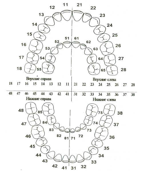 Постоянные зубы схема