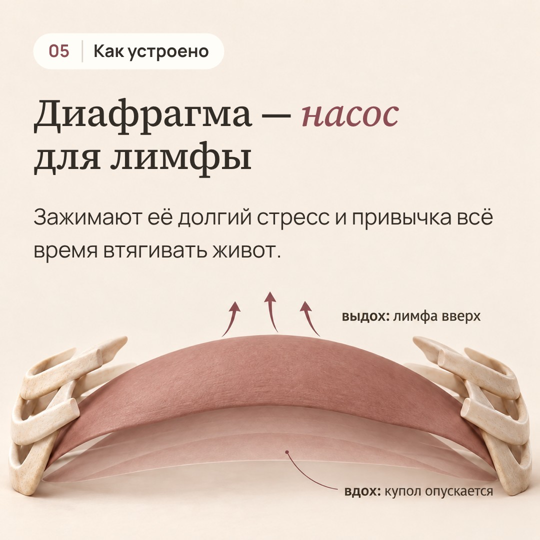 Кадр 5. Диафрагма — насос для лимфы, иллюстрация купола