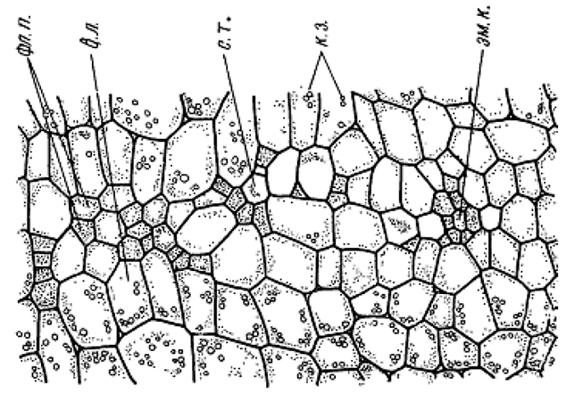 Рис. 11. Клетки сердцевины моркови