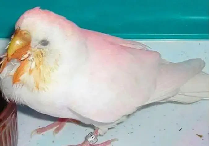 попугай с признаками рвоты перья загрязнены рвотными массами последствия игнорирования симптомов