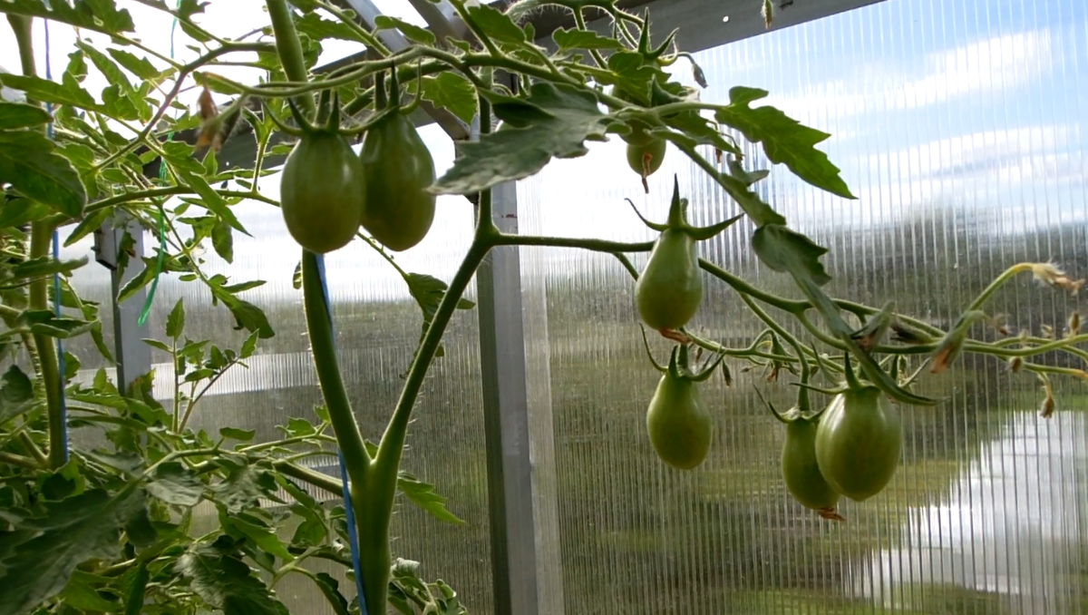 Добрый день, садоводы и огородники! Всё чаще на рынке семян появляются сорта томатов со сложными кистями. Ещё их называют кистевые, гроздевые томаты. Эти сорта всегда очень урожайные.-3