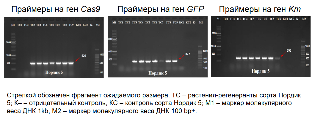 Электрофорез Нордик 5