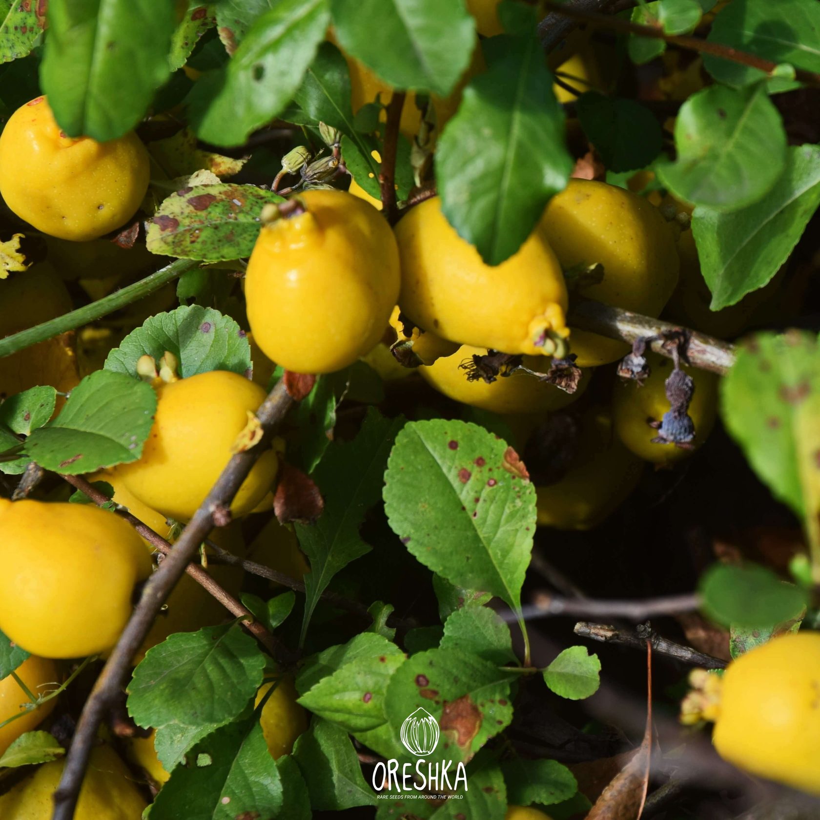 Chaenomeles japonica thorny hedge dense winter structure