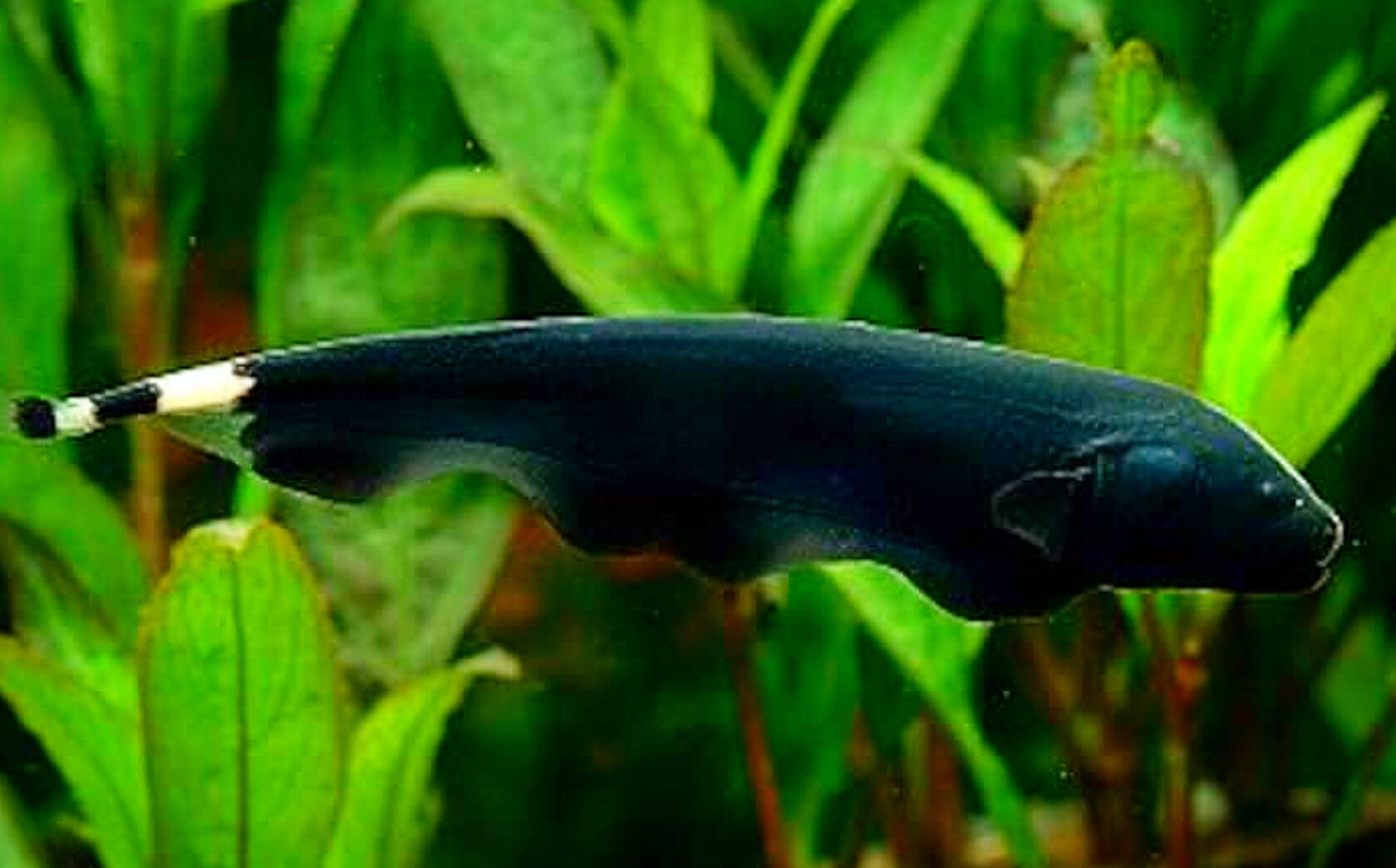 Какая рыба нож. Рыба нож Аптеронотус. Apteronotus albifrons. Аптеронотус черный. Черный нож аквариумная рыбка.