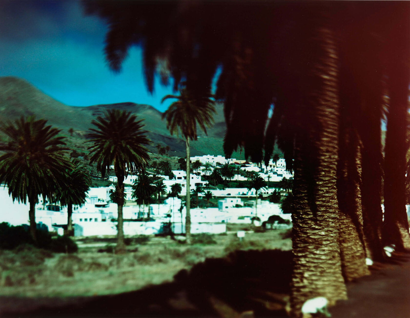 Palms. Lanzarote. 2010. Color Negative 4×5 inch.