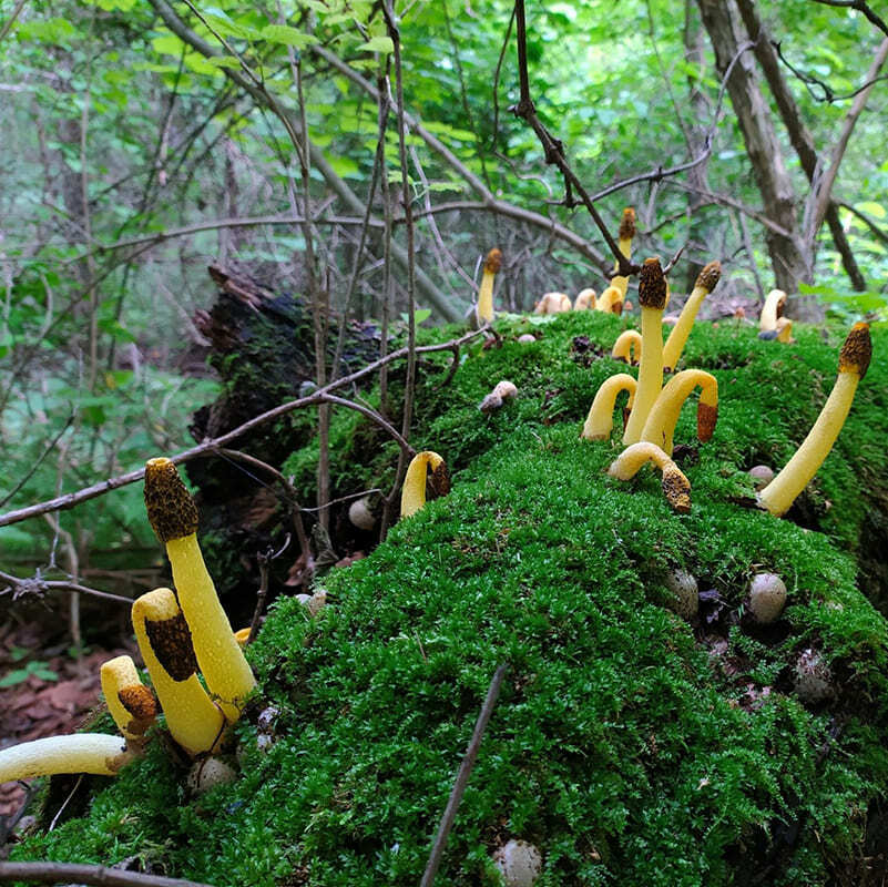 гриб веселка в лесу