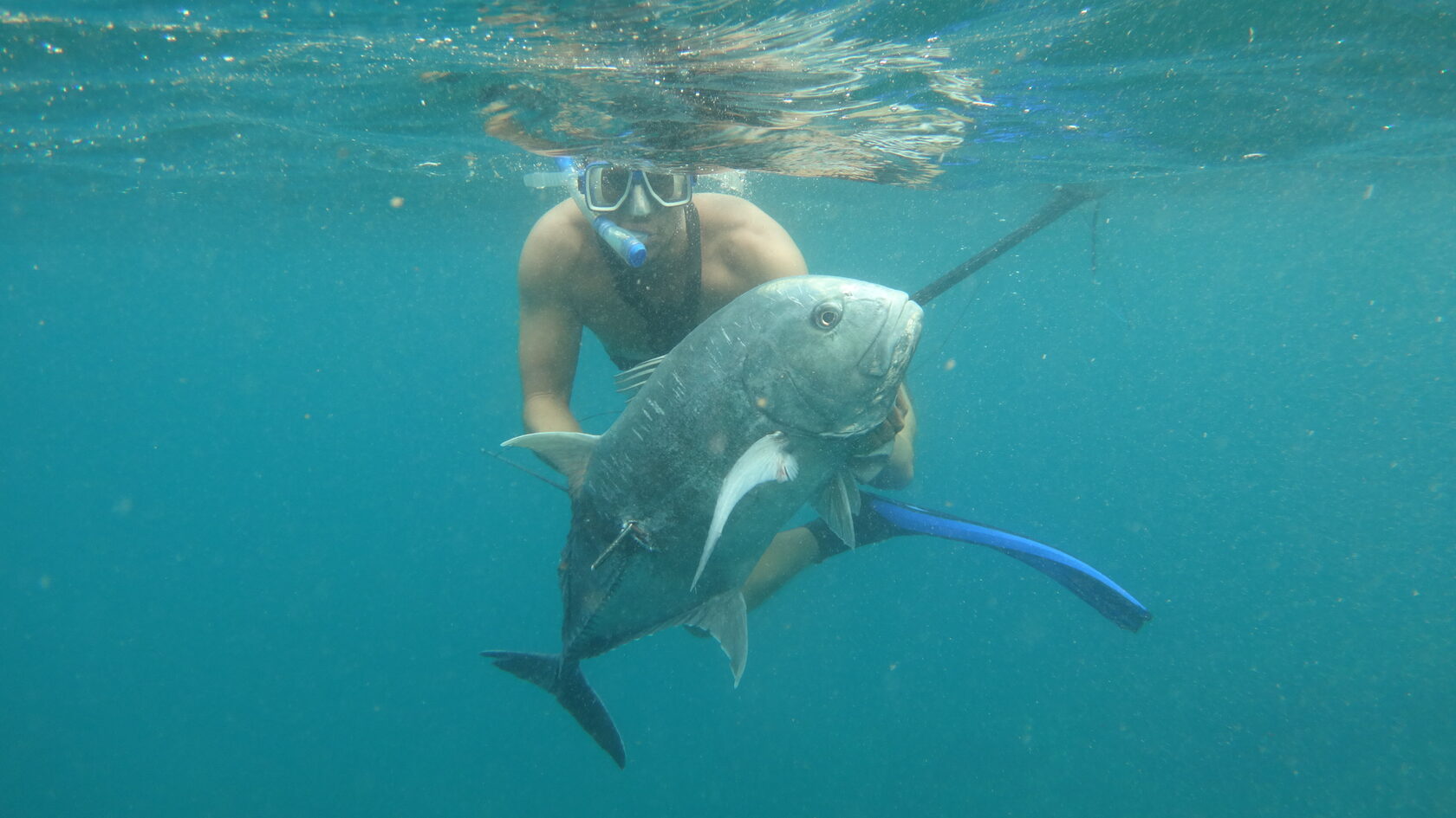 Underwater close-up of a large fish with scales and fins, captured in turquoise water