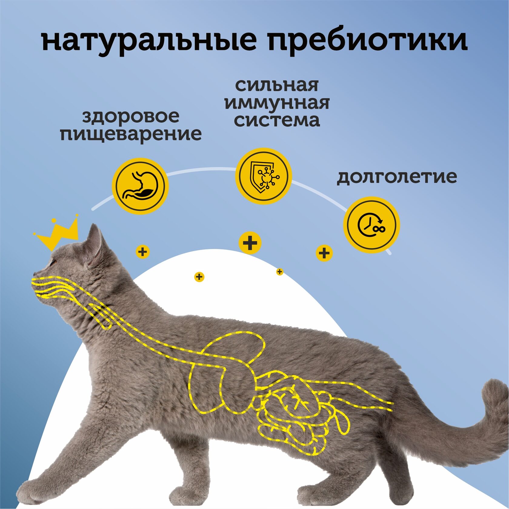 Фигура кастрированных котов. Кот на производстве. ЭКГ кошке для стерилизации. Кот на форвард МВ. Альфа пет для стерилизованных кошек