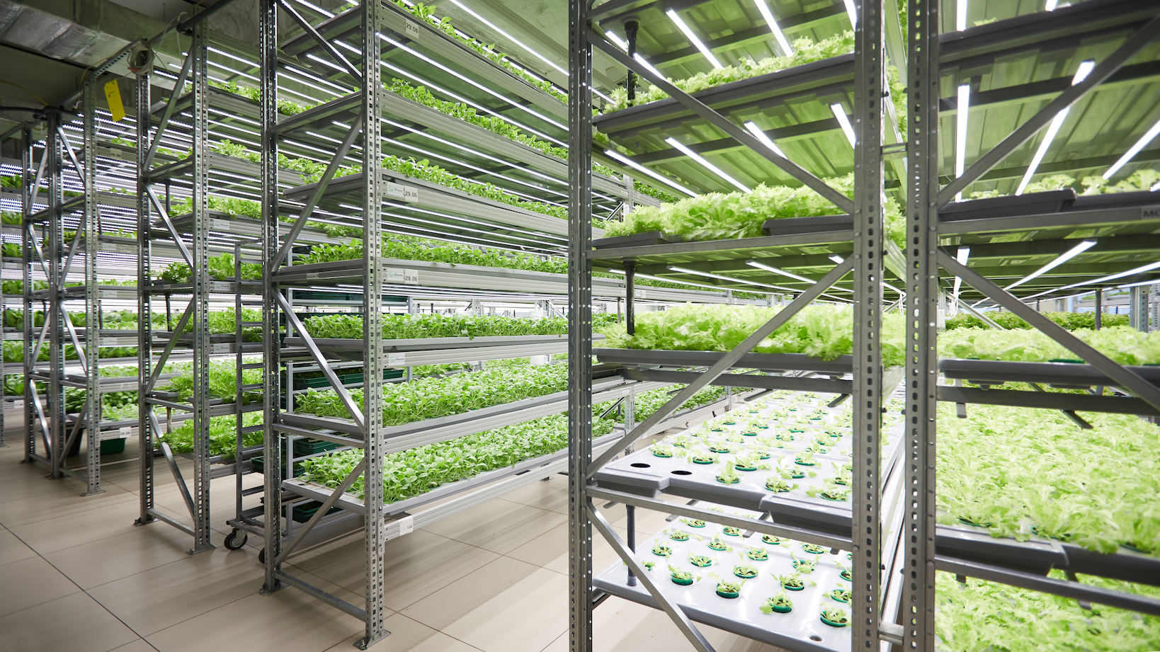 Indoor Vertical Farming in Saudi Arabia Key Considerations