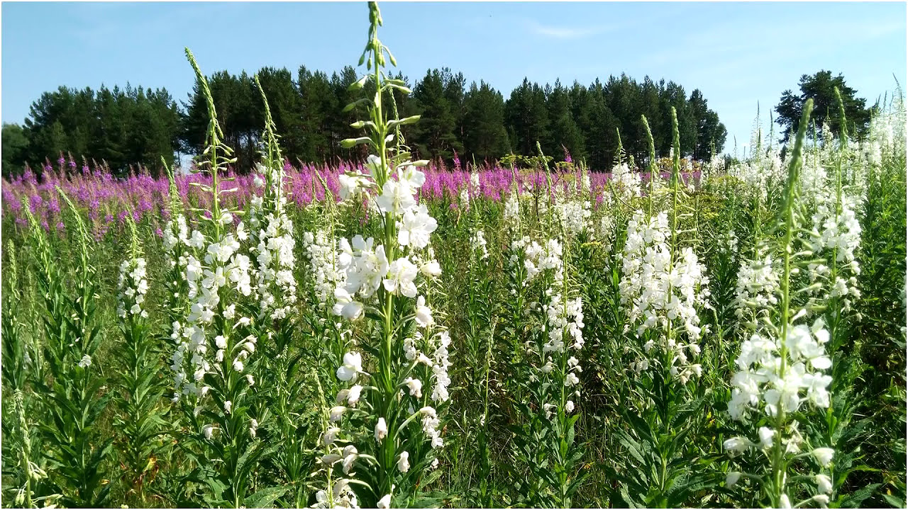 Белый иван-чай. Чудо природы.