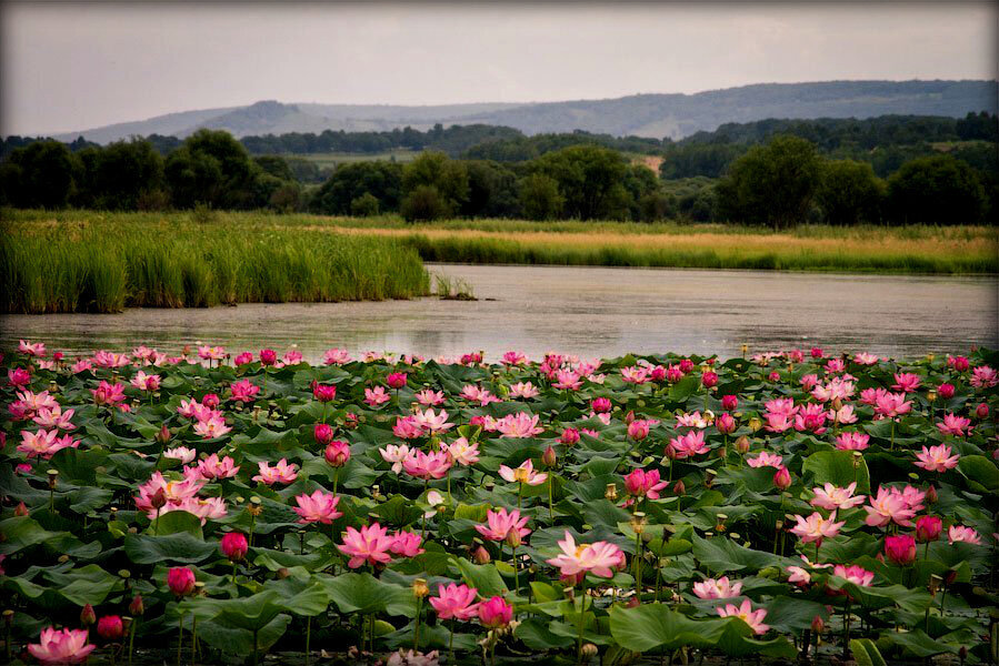 лотосовые поля