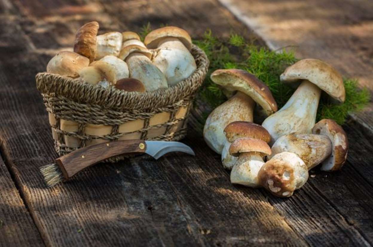 Pick mushrooms. Грибы. Грибы разные. Красивые белые грибы. Грибы на столе.