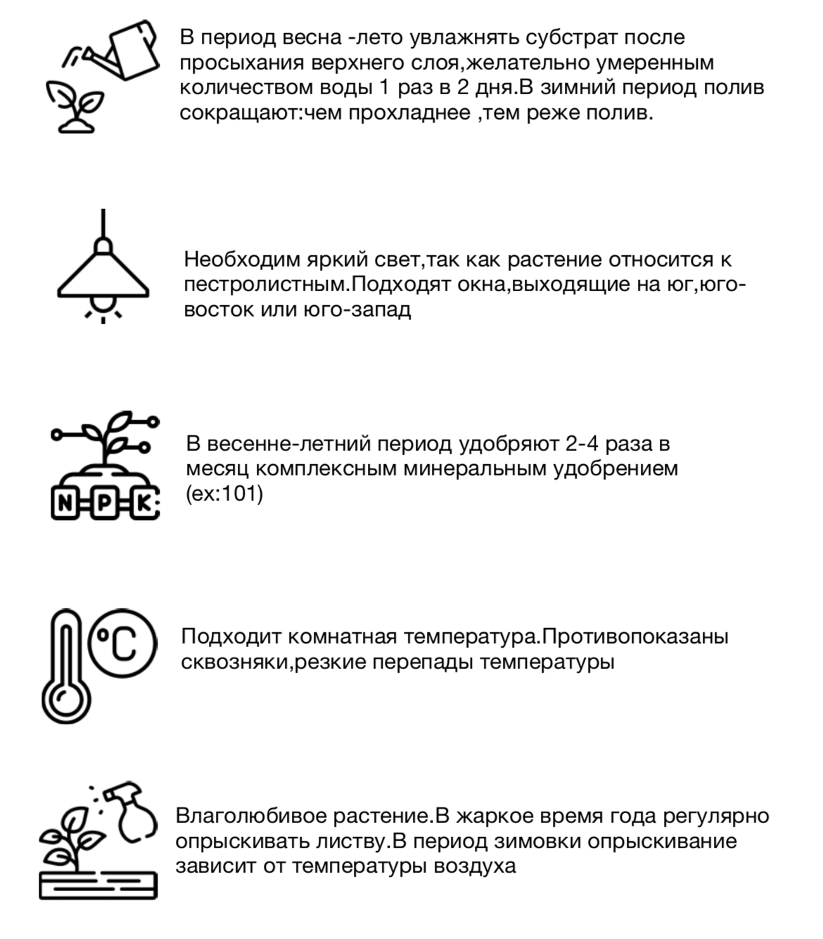 Фикус эластика