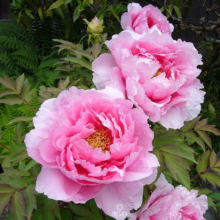 Tree Peony white flower large garden specimen