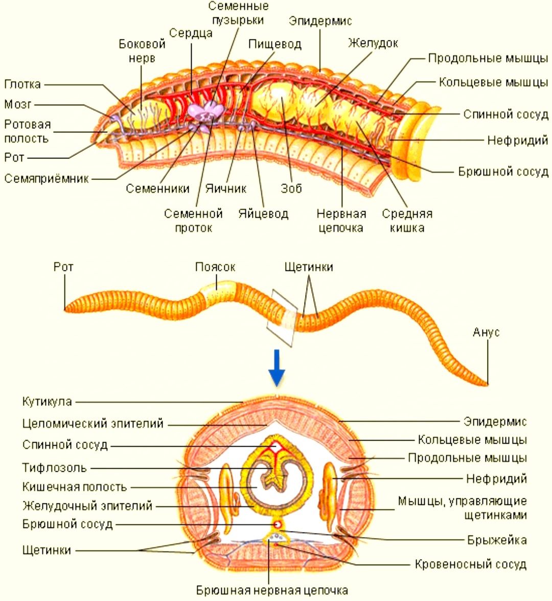 Строение дождевых червей фото 