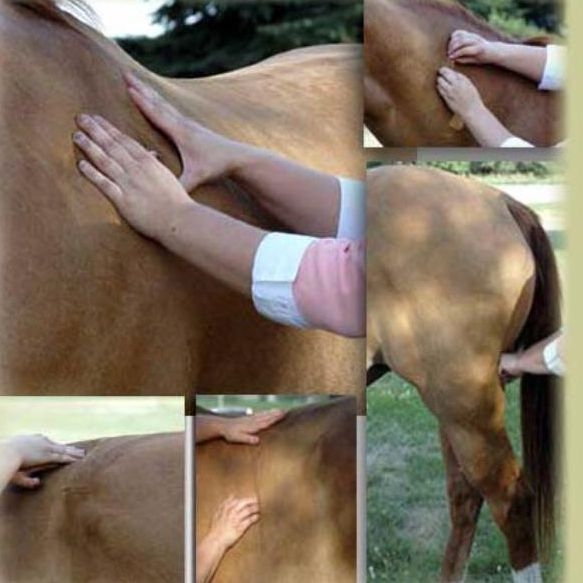 Horse Ejaculation Video