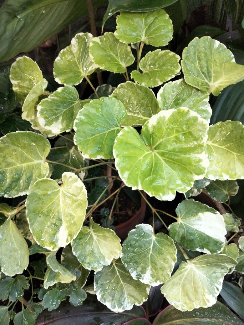 Green indoor plant in pot