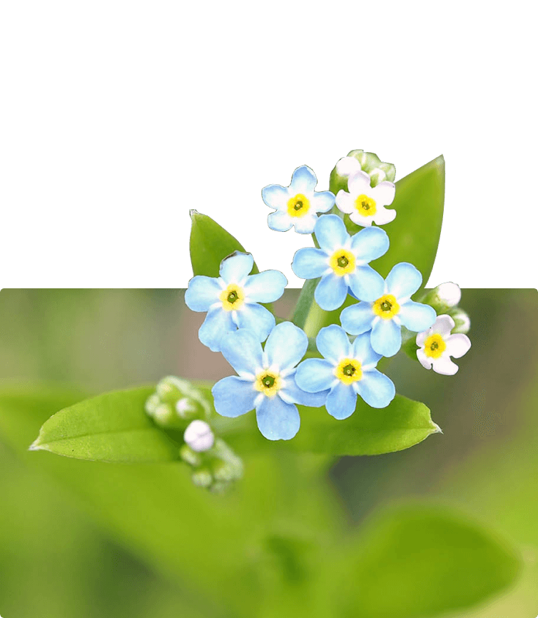 Экотропа «Следопыт» в Валдайском нацпарке: описание, координаты, карта