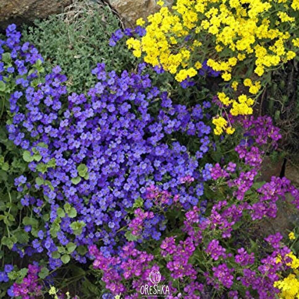 Seeds of lilacbush (purple rock cress) (Aubrieta) — 50 pcs