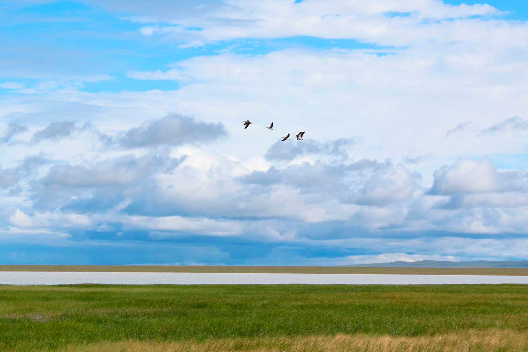 Даурский заповедник – место обитания большого числа водоплавающих видов птиц