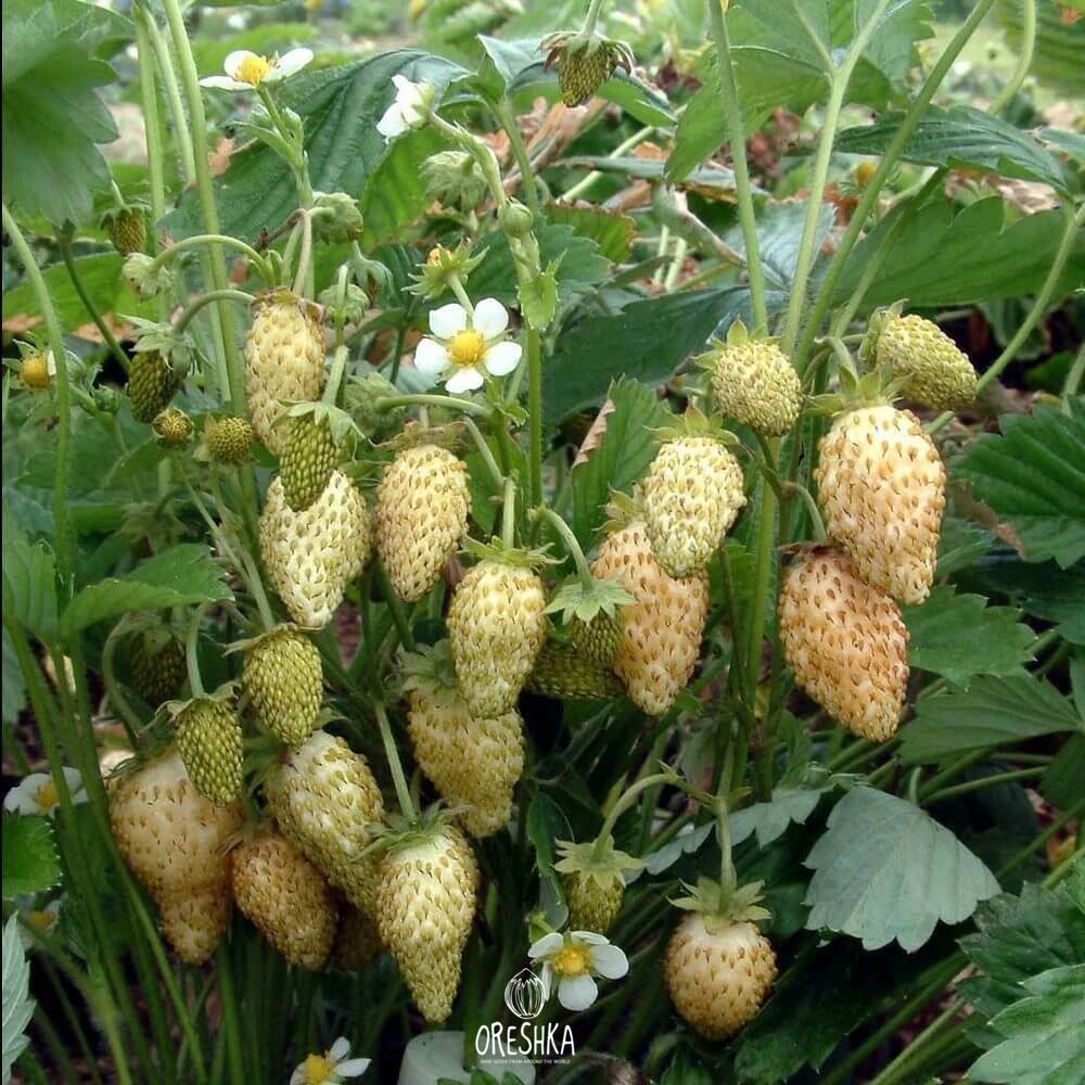 Seeds of Strawberries, Yellow Wonder (Fragaria) — 30 pcs