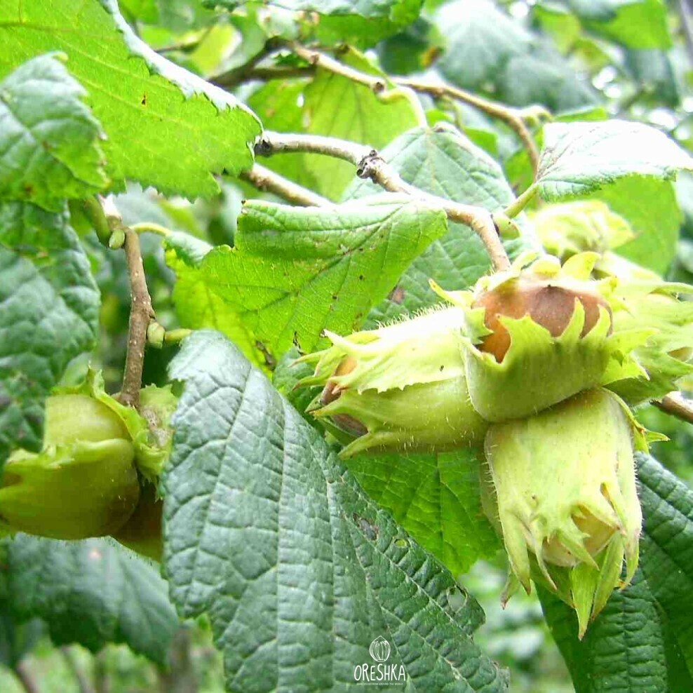 Hazelnut Ladyfingers Corylus maxima oblong elongated groove Georgian nuts cluster