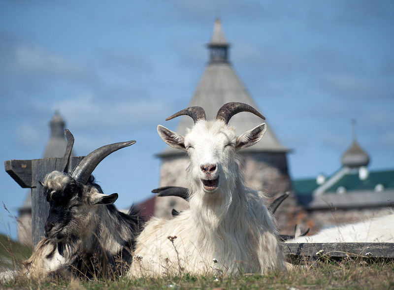 Козы