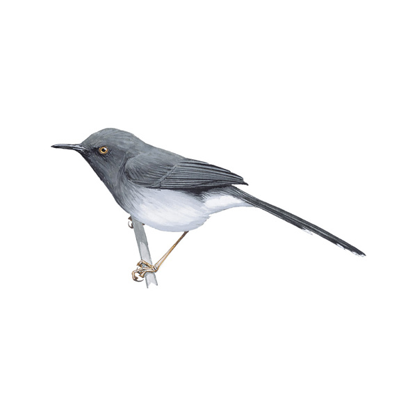 Кабобский апалис (Apalis kaboboensis)