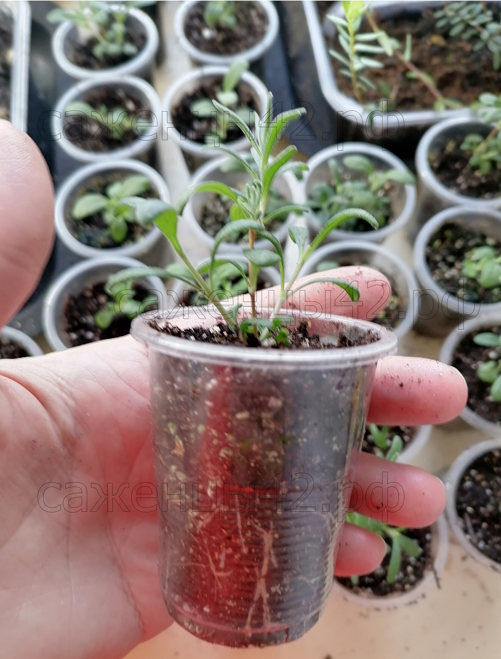 в руке саженец лаванды узколистной в рассадном стаканчике