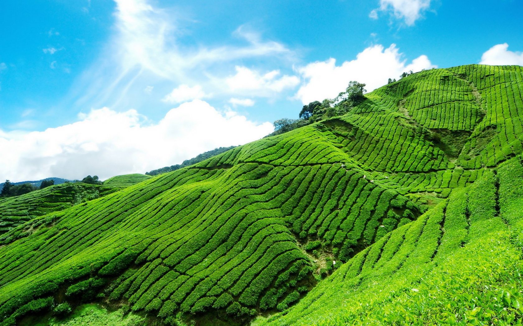 Шри ланка поля. Шри Ланка чайные плантации. Горы чайные плантации Шри Ланка. Шри Ланка природа чайная плантация. Шри Ланка плантации чая.