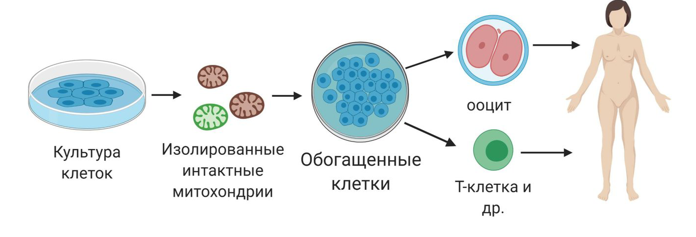 Митохондриальная теория старения презентация