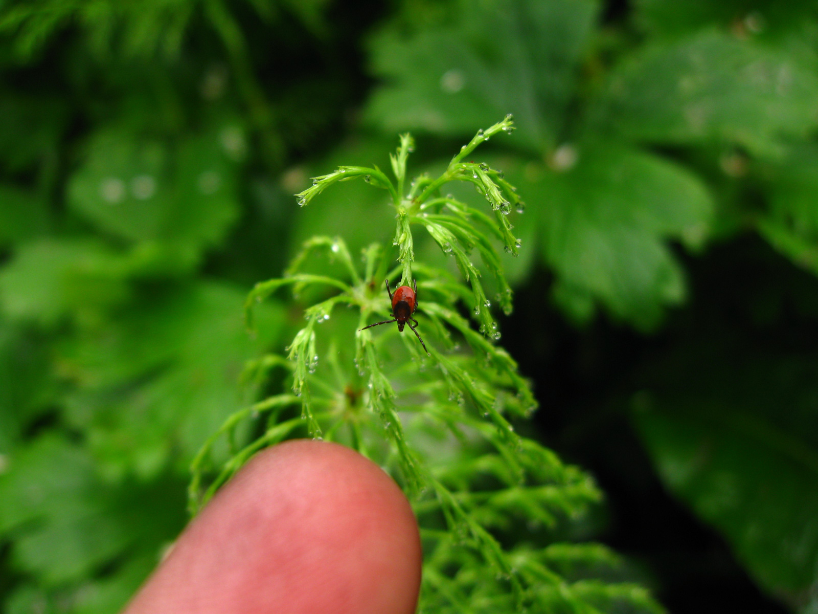 Байкальский заповедник