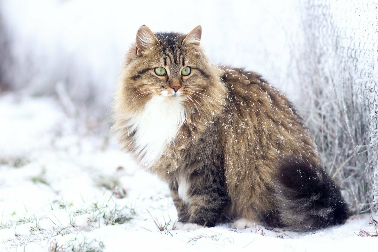 Сибирская кошка