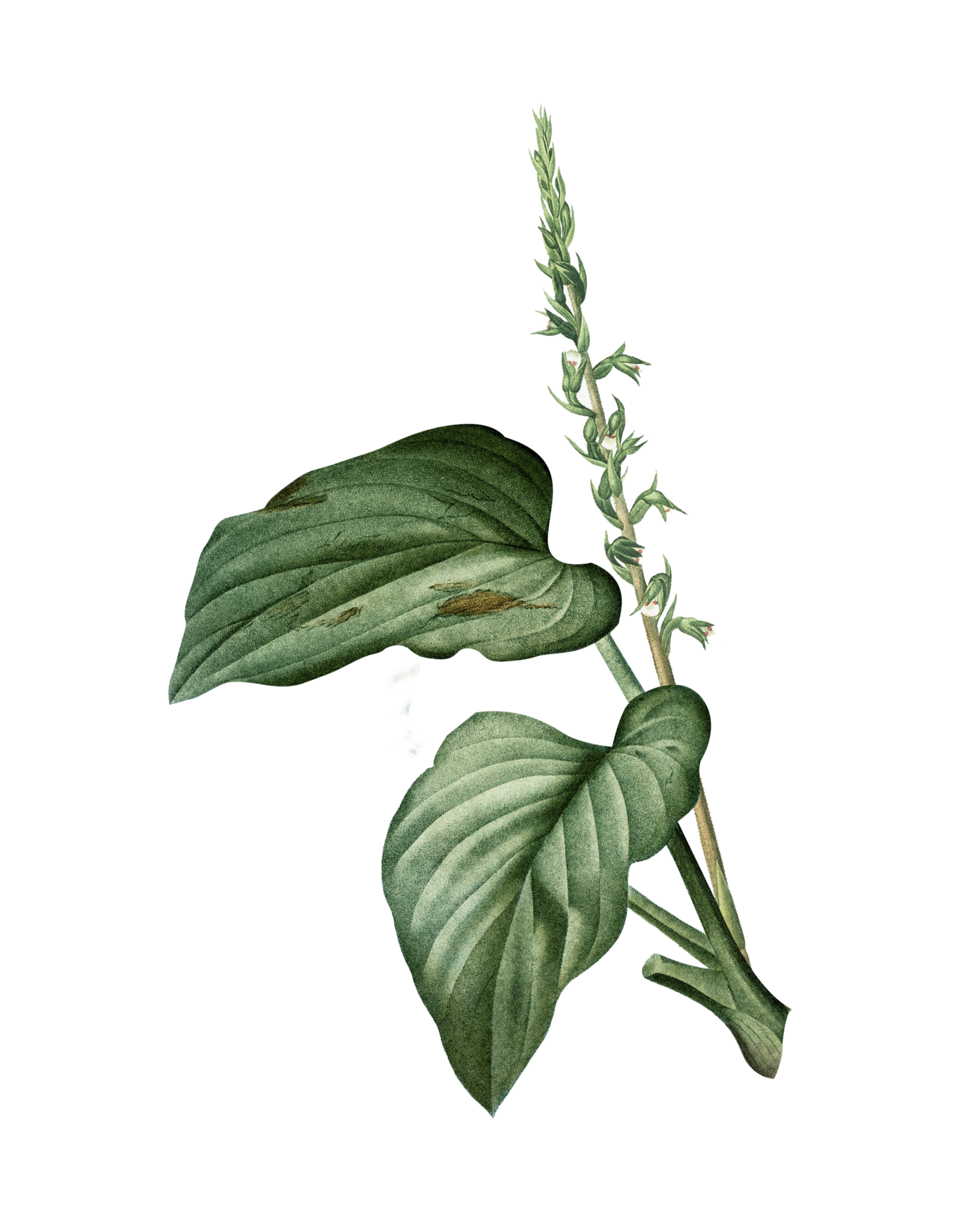 натуральная косметика, магазин профессиональной косметики, крем для ног, крем для ног с мочевиной, крем для ног купить, масло для ногтей, масло монарды для ногтей, масло для ногтей купить, косметика для ногтей, дезодорант для ног