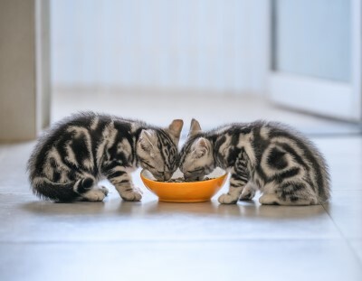 Какое животное ест кошек?