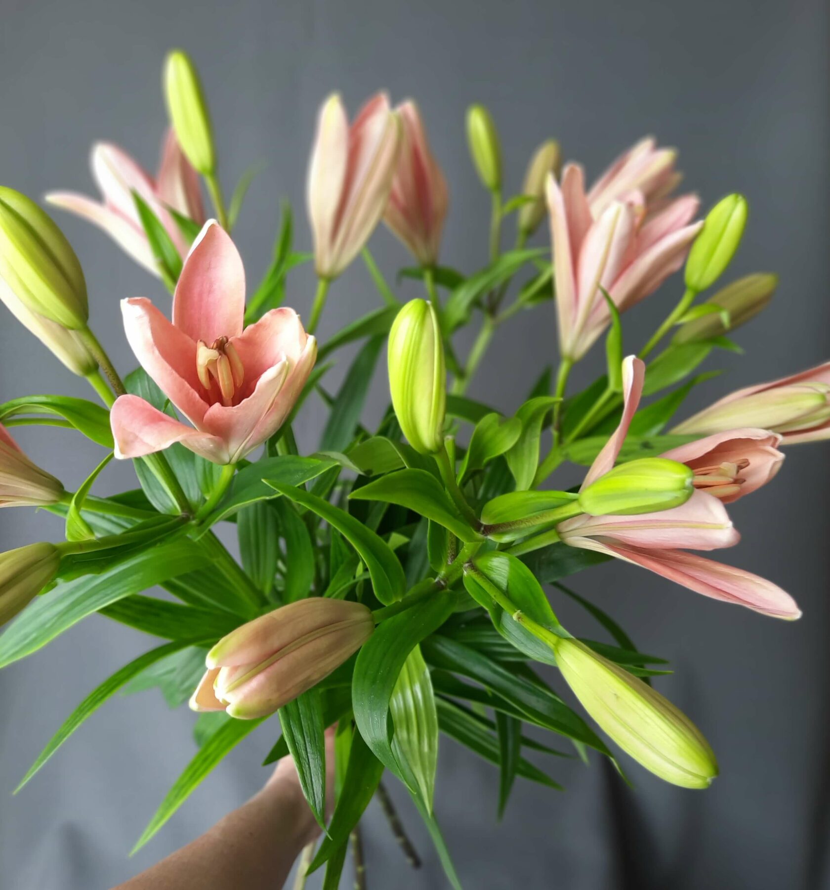 купить лилии