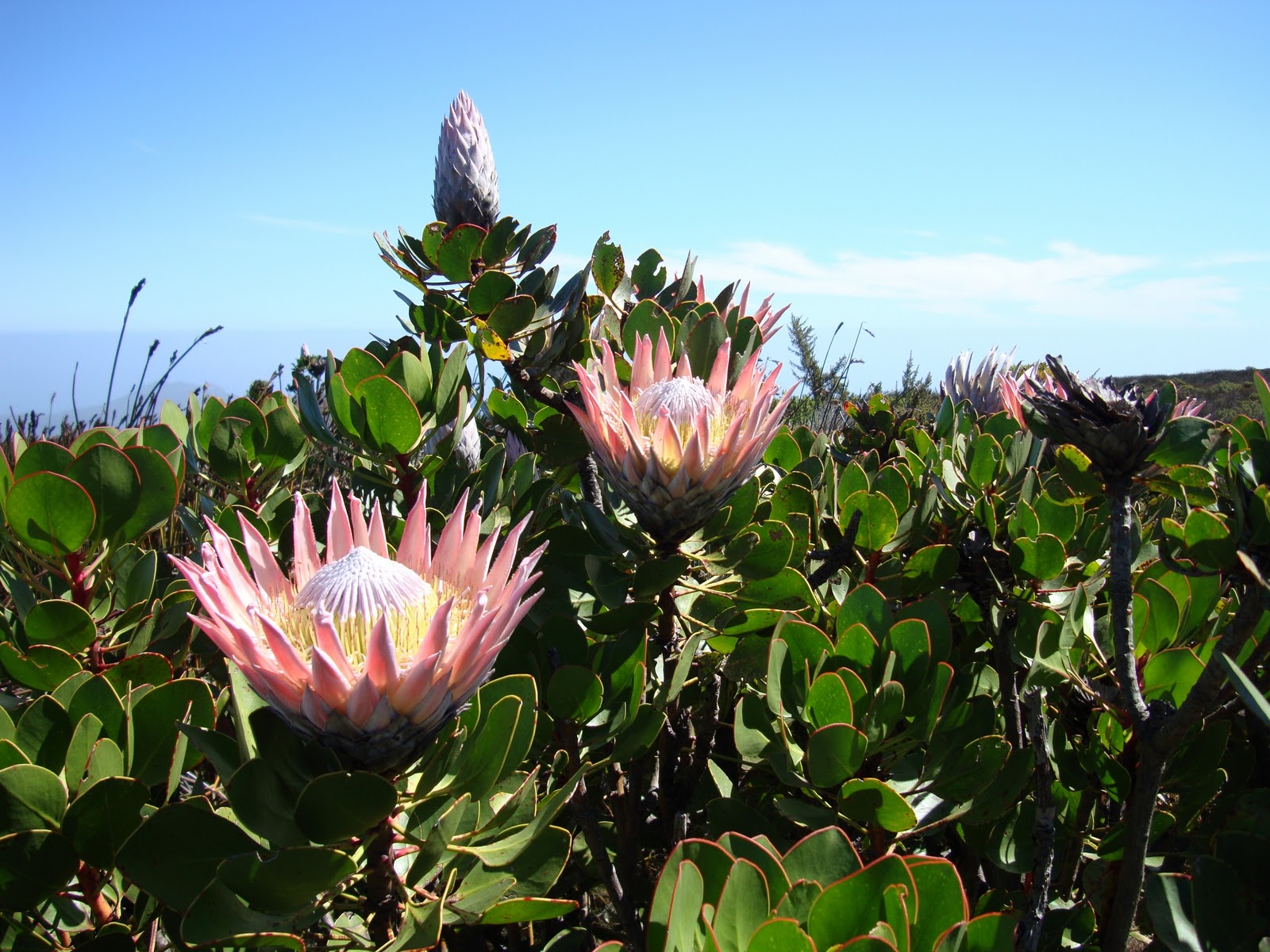 Protea cynaroides протея артишоковая