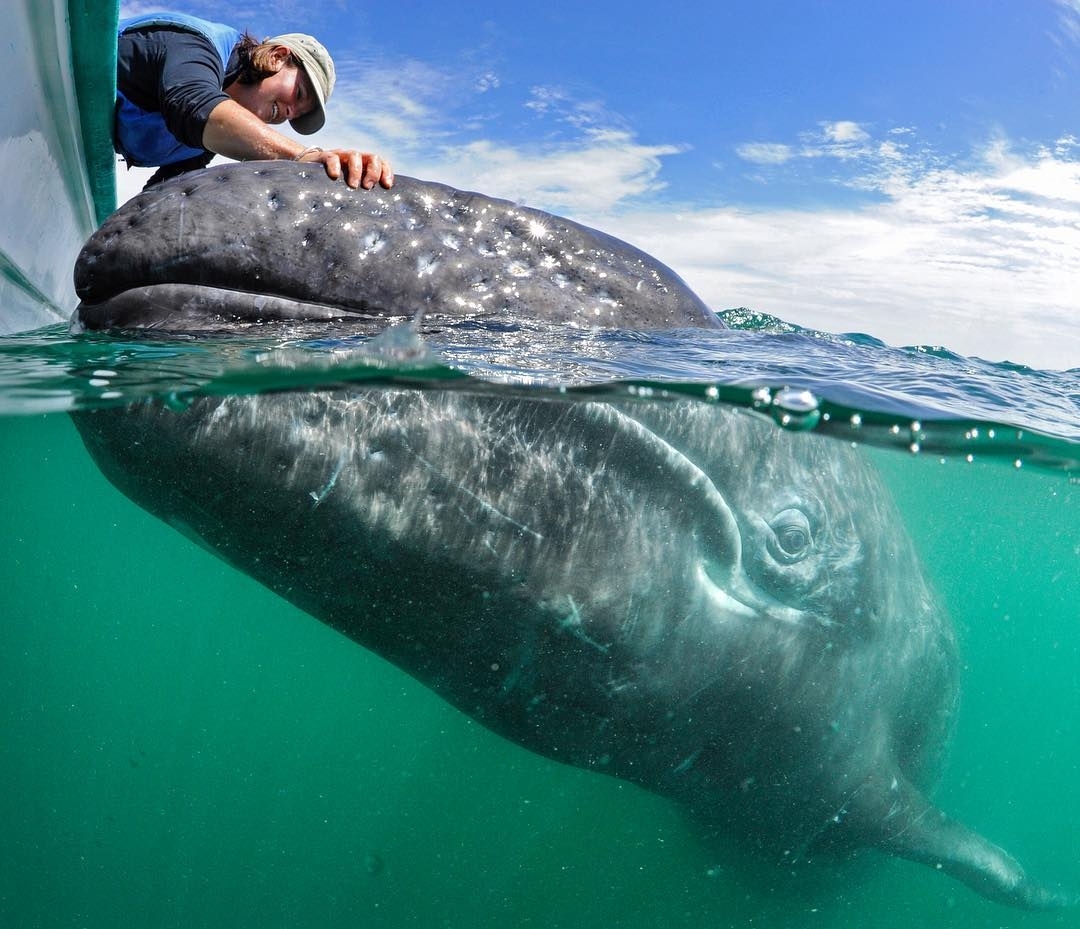 самый большой кит в море