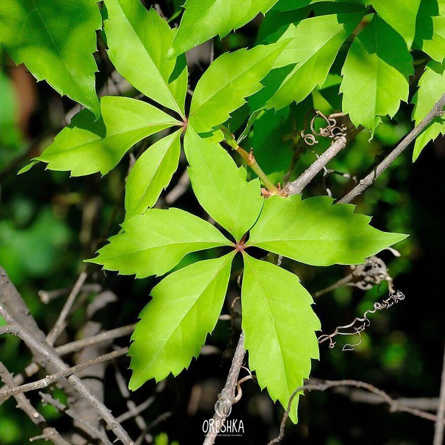 Climbing Plant & Liana Seeds — Oreshka Seeds