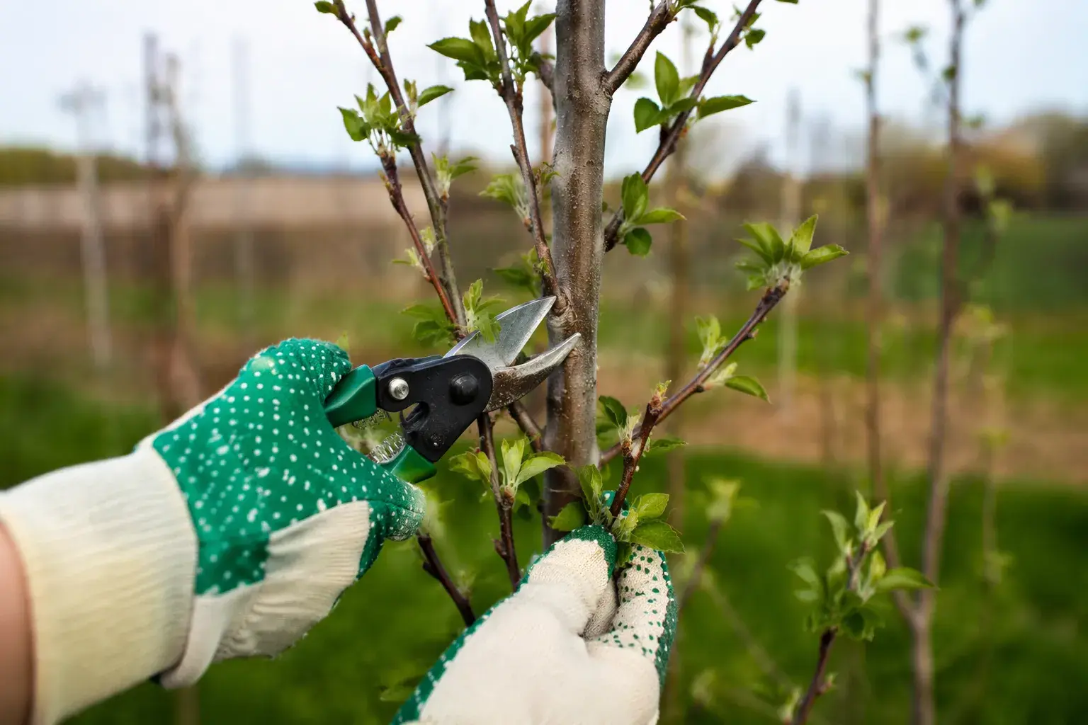 Обрезать колоновидную яблоню
